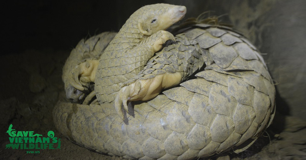  Schuppentier Pate Buch  