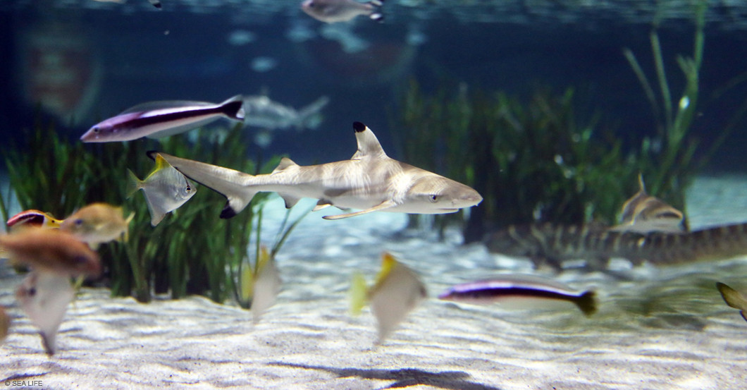 SEA LIFE Oberhausen   SEA LIFE Oberhausen