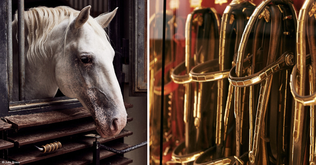 Spanische Hofreitschule   Spanische Hofreitschule