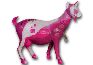  Ziege Pinky Goat 