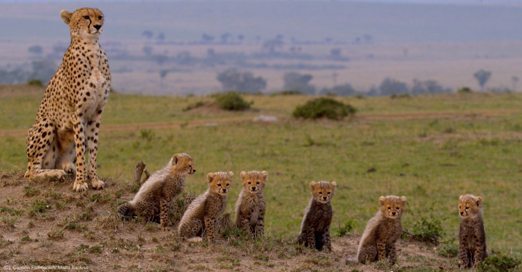 Zur Maleika Premiere   Zur Maleika Premiere