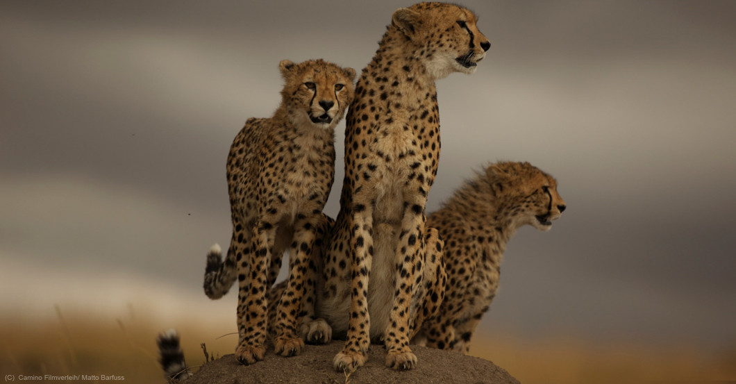 Zur Maleika Premiere   Zur Maleika Premiere