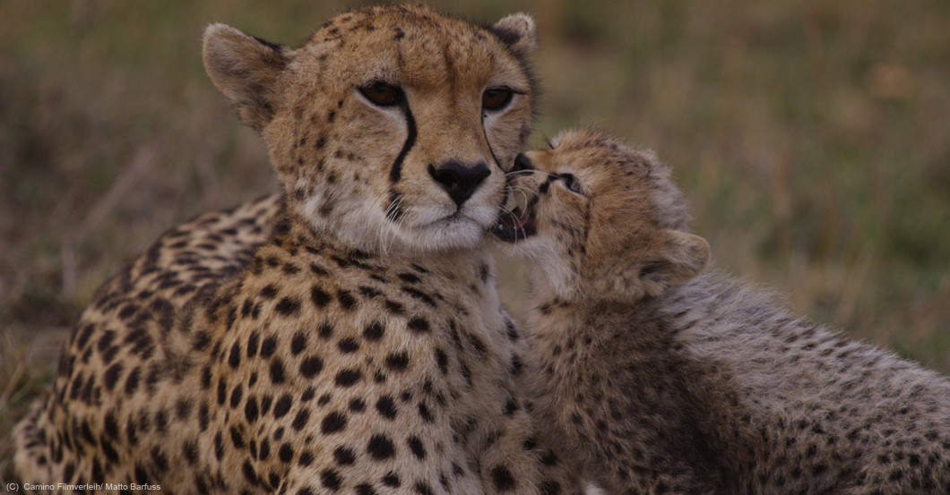 Zur Maleika Premiere   Zur Maleika Premiere