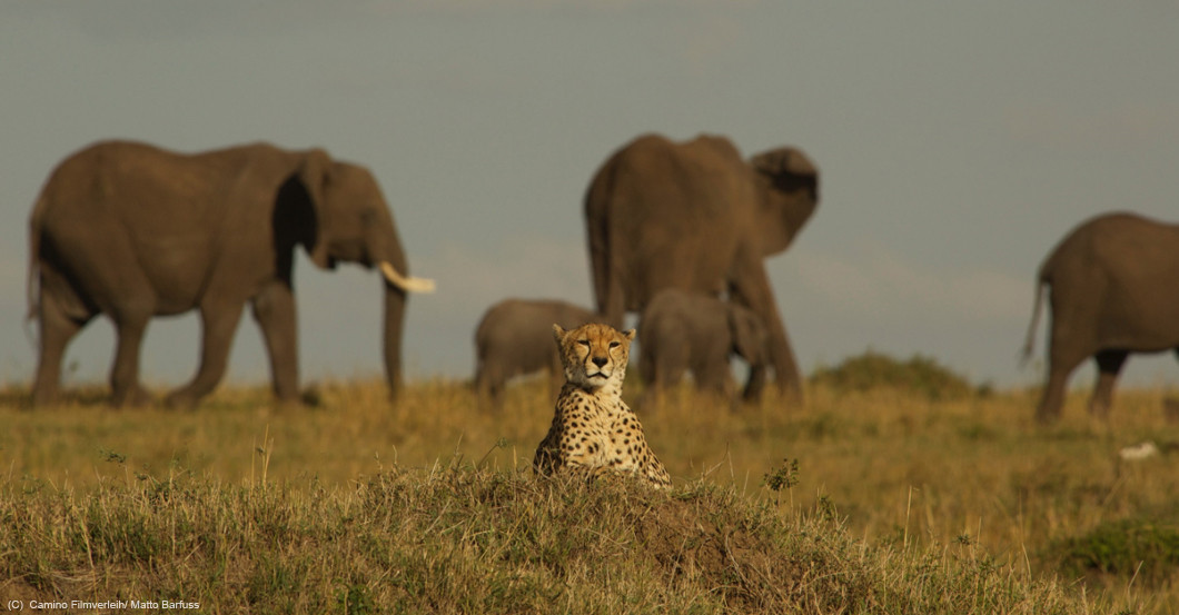Zur Maleika Premiere   Zur Maleika Premiere