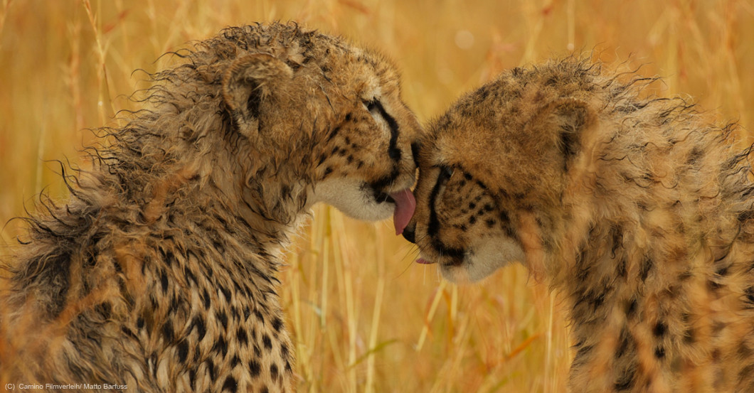 Zur Maleika Premiere   Zur Maleika Premiere