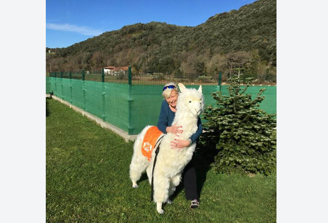 Huge plush toy arrived in Spanish alpaca breeding Huge plush toy arrived in Spanish alpaca breeding