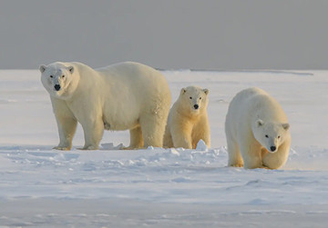  Artenschutzstiftung Karlsruhe 