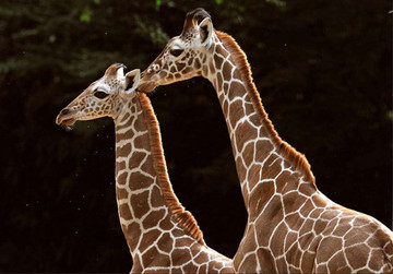 Giraffengehege für den Kölner Zoo Giraffengehege für den Kölner Zoo