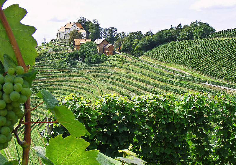 Die wunderschöne Reblandschaft rund um den Tourismusort Durbach