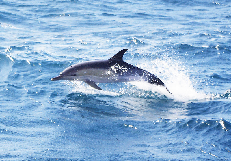  Segeltörn auf den Azoren 