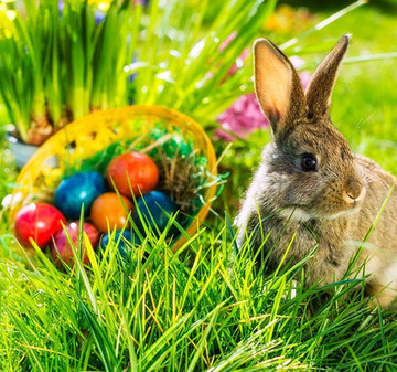 Mit dieser Hammer-Auktion wünschen wir frohe Ostern Mit dieser Hammer-Auktion wünschen wir frohe Ostern